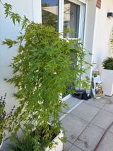 Anonyme review photo