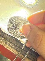 franklin stoeckel review photo