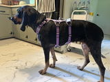 Grace V.D. review photo