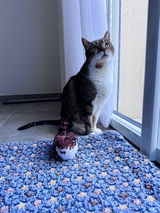 Aude review photo