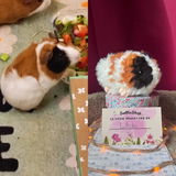 Anonyme review photo