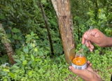 Shanta review photo