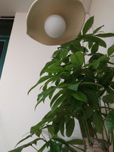 LuxeLiam review photo