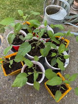 Montana Zone 5A Gardener review photo