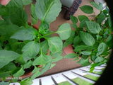 BIG MARK review photo