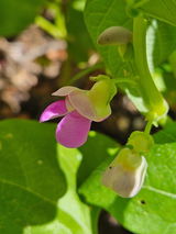 Heather review photo