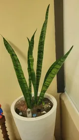 Juan Carlos review photo