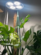 Jasmine review photo