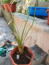 Magesh review photo