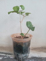 Chandra Shekhar review photo