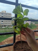 Usha Rani Borigi review photo