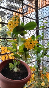 Anagha Godbole review photo
