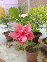 Rakesh Ranjan review photo