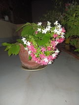 Rakesh Ranjan review photo