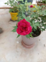 Rakesh Ranjan review photo
