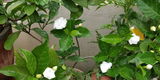 Divyashree H B review photo