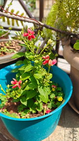 Divyashree H B review photo