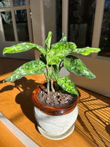 Yuliya review photo