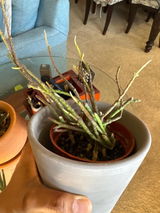 Etsy customer review photo