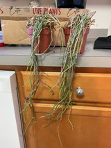 Etsy customer review photo