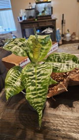 Etsy customer review photo
