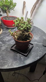 Etsy customer review photo