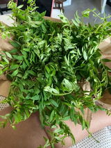 Atiya review photo