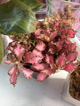 The Rare Plant Loft Alaska review photo