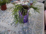 Chris's Garden Pyle review photo