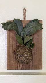 Etsy customer review photo