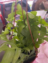 Debra review photo