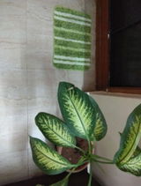 suhas review photo