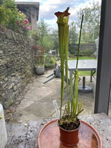 Peter MacDonald Ashworth review photo