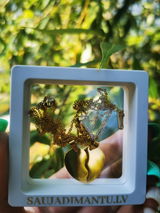 Karolina review photo