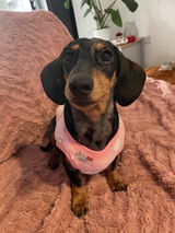Mollie review photo