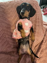Mollie review photo
