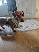 Zoë review photo
