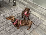 Charlie and Oakley review photo