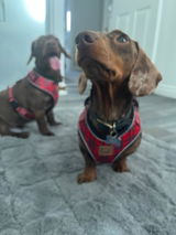Charlie and Oakley review photo