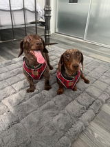 Charlie and Oakley review photo