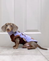 Dachshundstories | Liv review photo
