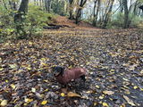 Kara Nabi review photo