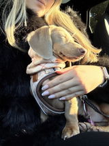 Dachshundstories review photo