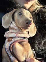 Dachshundstories review photo