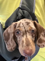 Chip's Dad review photo