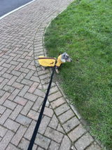 Bertie review photo