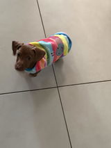 Rolo review photo