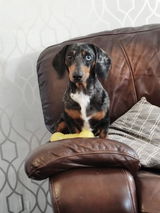Josie review photo