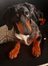 Josie review photo