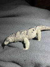 Leib Morgan review photo